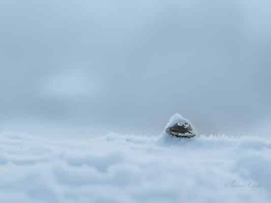 Winter 0209008